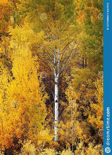 Autumn Aspen Trees Fall Colors Golden Leaves And White Trunk Stock
