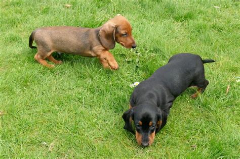 Miniature dachshund, minnesota » saint paul. Miniature Dachshund Puppies | Aberdeen, Aberdeenshire ...