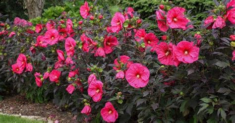 6 Heat Proof Perennials For Your North Texas Garden The Dallas Garden