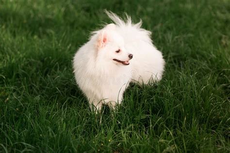 Cute White Spitz Dog Outdoor Stock Image Image Of Little Male 111959657