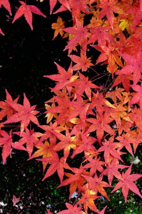 Japanese Maple Leaves At Tenryuji Temple Cipher Flickr