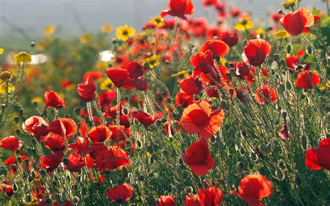 Poppy Full Hd Wallpaper And Background Image 2560x1600 Id389068