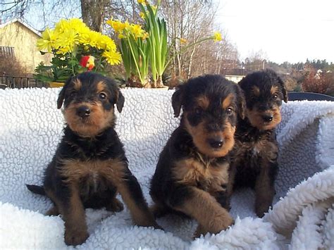 Three Cute Airedale Terrier Puppies Photo And Wallpaper Beautiful