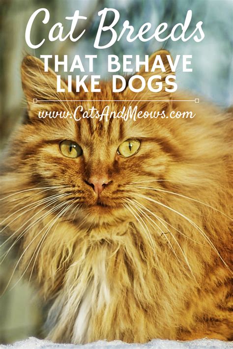 Cat Breeds That Behave Like Dogs Cats And Meows