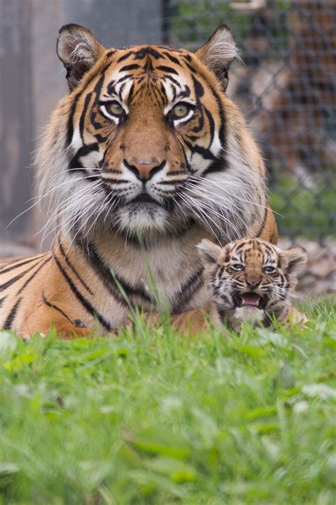 Tourism Fota Wildlife Park Names Their New Sumatran Tiger Cub