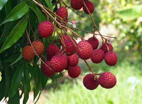 Lychee Fruits For Sale Thesuperhealthyfood