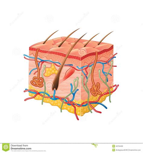 Human Skin Anatomy Isolated On White Vector Stock Vector Illustration