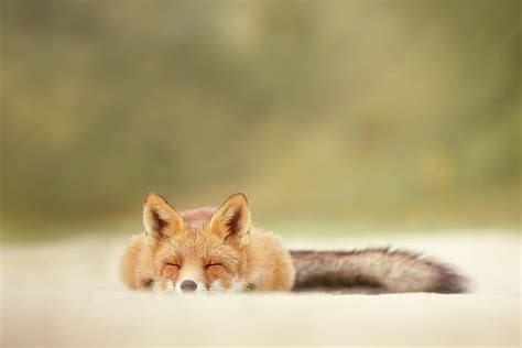 Lazy Fox Series Sleepy Fox Is Sleepy Photograph By Roeselien Raimond