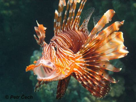 Image Pterois Miles Devil Firefish Biolibcz