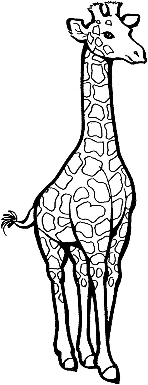 Giraffes Free Colouring Pages