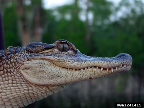 American alligator, Alligator mississippiensis (Crocodilia ...