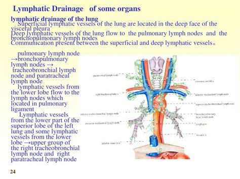 Ppt Main Collecting Lymphatic Channels Lymphatic Drainage Of The Head