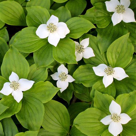 Bunchberry (Chamaepericlymenum canadense), Maine native, attracts birds ...