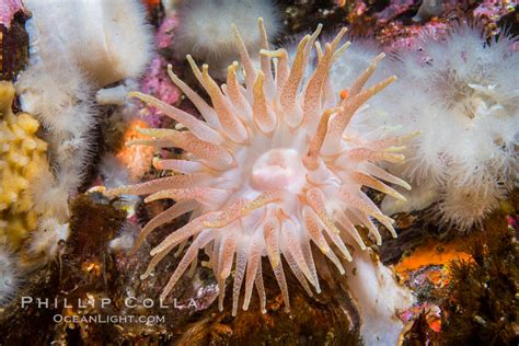 Beautiful Sea Anemones On Rocky Reef British Columbia Canada