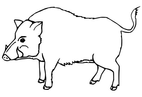 Free Wild Boar Coloring Page Free Printable Coloring Pages For Kids