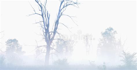 Beyond The Mist Old Dried Tree In A Fog Misterious Landscape Stock