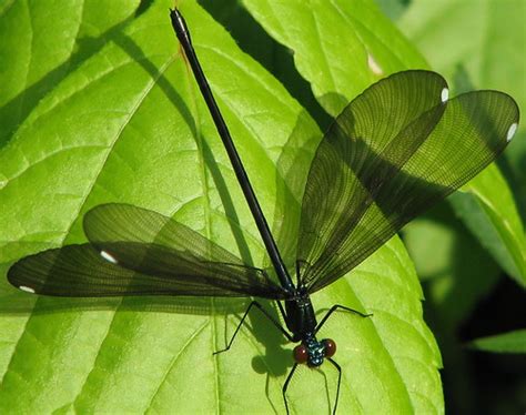 Ebony Jewelwing Female Spreading Her Wings Please View Flickr