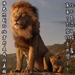 獅子王的王國果然幅員廣大⋯⋯ - 梗圖板 | Dcard