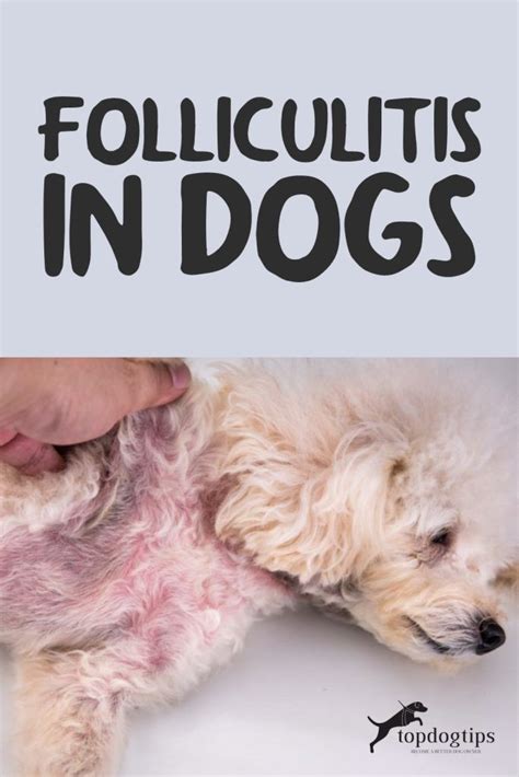 Folliculitis In Dogs 10 Causes And How To Treat Them