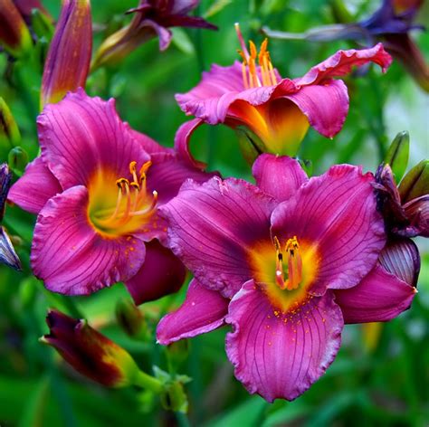 Purple Daylilies Flickr Photo Sharing