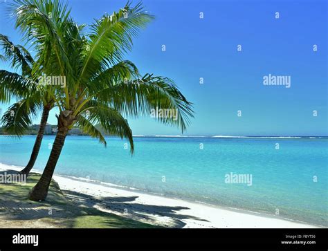 Palm Tree On The Tropical Pacific Island Of Guam Stock Photo Alamy