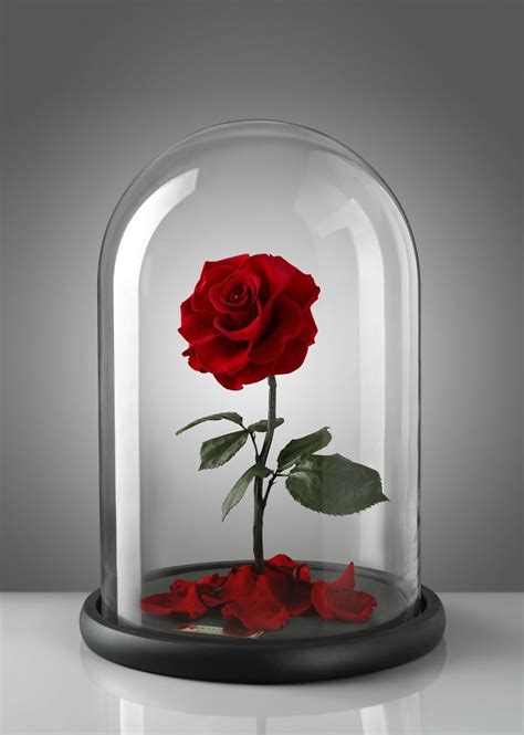 For fans of disney's beauty and the beast! Want a Rose That'll Last FOREVER? - STAR 92.7 KZSQ FM