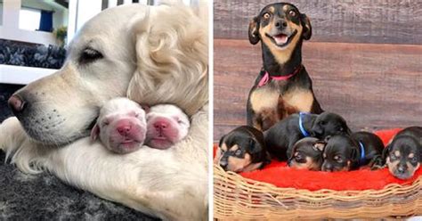 15 Mamme Di Cani Orgogliosamente In Posa Con I Loro Cuccioli