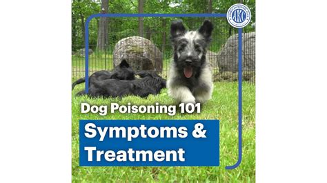 Dog Poisoning 101 Symptoms And Treatment Youtube