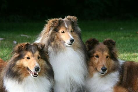 Trio Of Beauties Smartest Dog Breeds Sheltie Shetland Sheepdog
