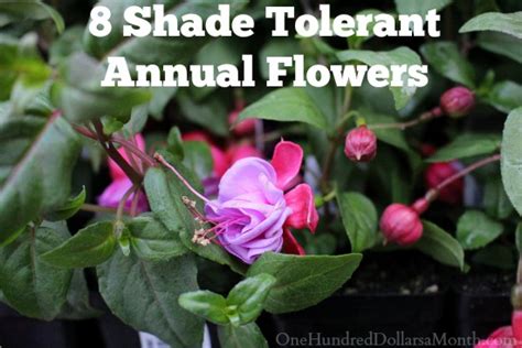 8 Shade Tolerant Annual Flowers One Hundred Dollars A Month