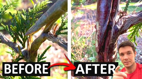 How To Repair A Damaged Tree Or Broken Branches Green Giant Update