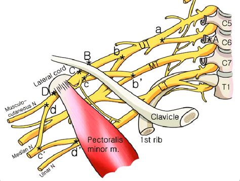 Schematic Drawing Showing The Anatomical Landmarks Of The Brachial