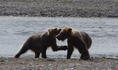 Bear Cubs Wrestle By A River Bank As Mummy Bear Watches Bear Bear