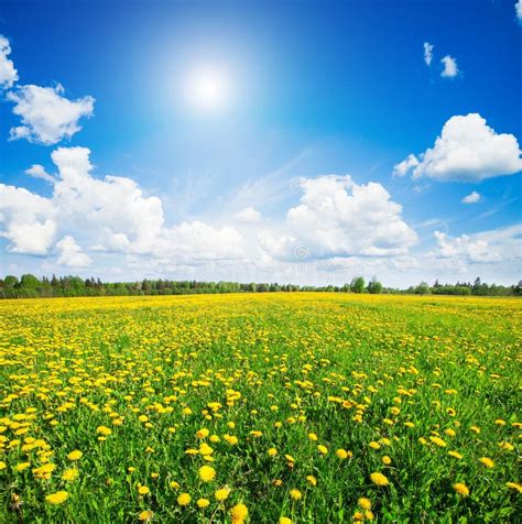 Yellow Flowers Hill Under Blue Cloudy Sky Stock Photo Image Of Copy
