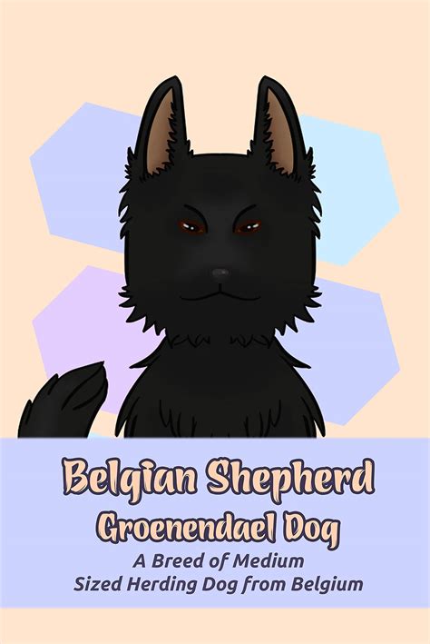 Belgian Shepherd Groenendael Dog A Breed Of Medium Sized Herding Dog