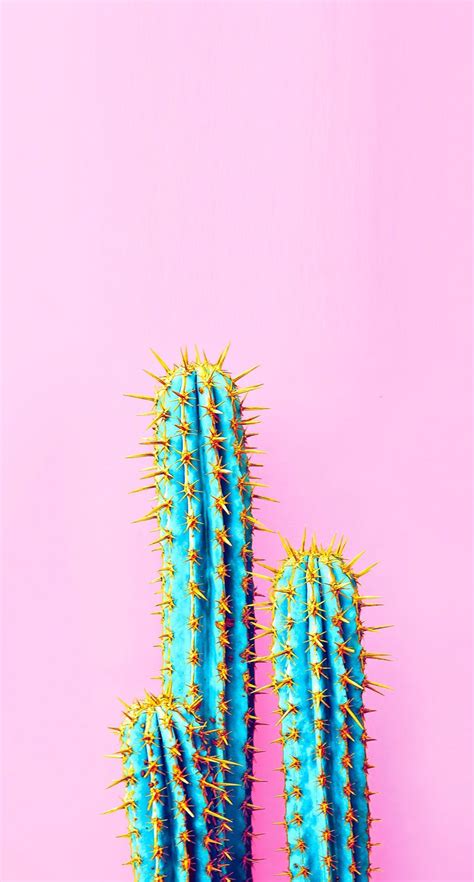 Blue Cactus With Pink Background 854x1590 Wallpaper