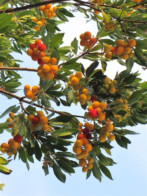 If the berries and blossoms have black or gray moldy areas, fruit rot or blossom blight may be to blame. Strawberry Tree: Pictures, photos, images, facts on the ...