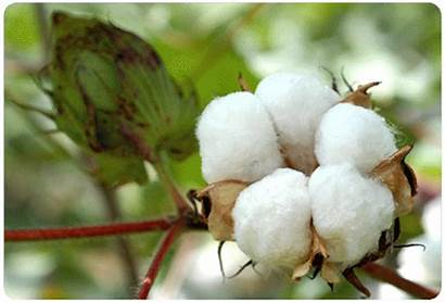 Natural Resources Fabrics Cotton Fabric Organic Fibers