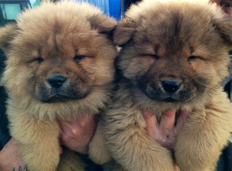 Brown Chow Chows We Heart It Puppies