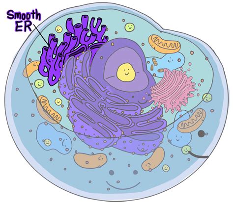 The rough endoplasmic reticulum is mostly associated with the production, modification, and transfer of proteins. Smooth Endoplasmic Reticulum (SER) — Structure & Function ...