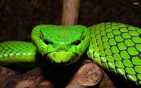 Rare Animals Pit Viper Snake Wallpaper