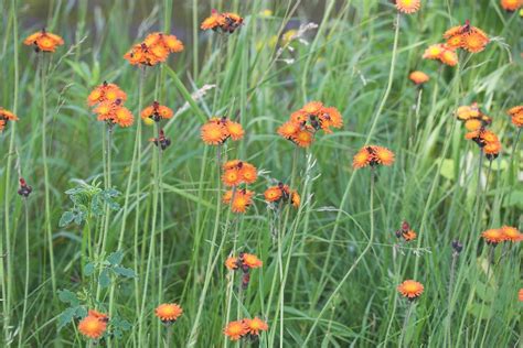 Devils Paintbrush Orange Hawkweed Hieracium Aurantiacu Flickr