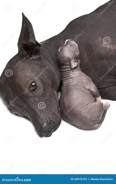 Newborn Puppy With Mother Stock Photo Image Of Animal 44910142