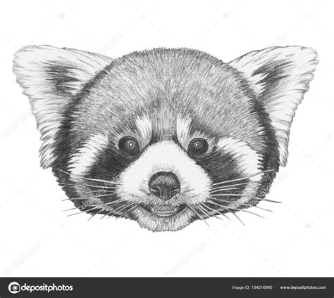 Red Panda Drawing Realistic Pencil Drawings Sean Blackford Art How