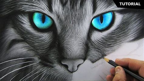 How To Draw Realistic Cat For Beginners Fur Drawing Technique