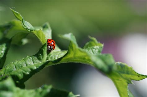 Ladybug On Leaf Macro Shot Photography Hd Wallpaper Wallpaper Flare