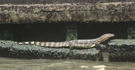 Cannundrums Water Monitor