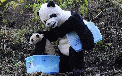 Researchers Dressed As Pandas Introduce Cubs To Wild Telegraph