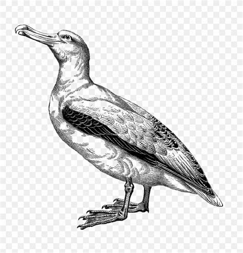 Drawing Animal Illustrations Albatross Clip Art Png 1538x1600px