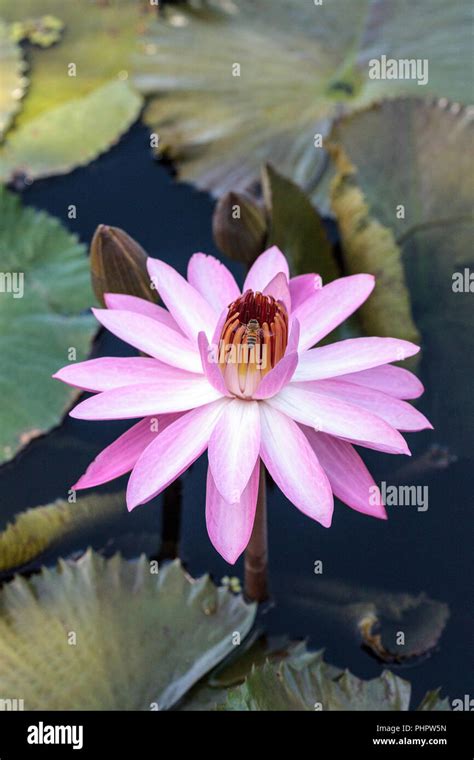 Pink Water Lily Nymphaea Blooms Stock Photo Alamy
